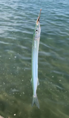 サヨリの釣果