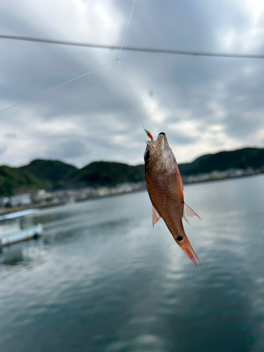 ネンブツダイの釣果