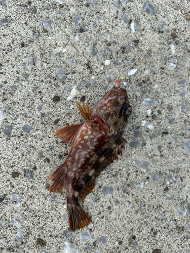 カサゴの釣果