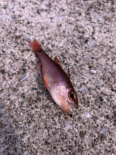 ネンブツダイの釣果