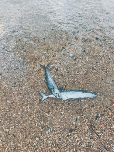 サゴシの釣果