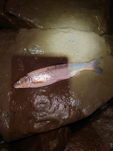 ニゴイの釣果