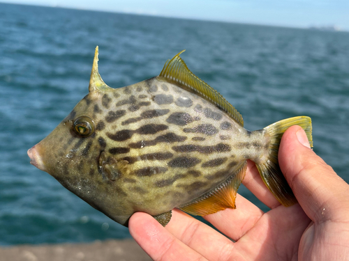 カワハギの釣果