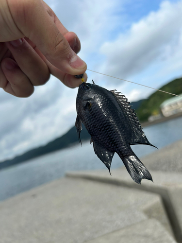 メジナの釣果