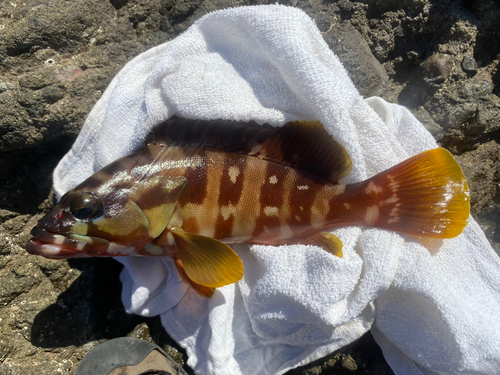 アカハタの釣果