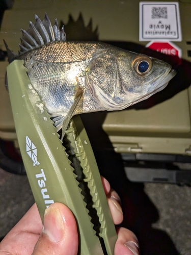 セイゴ（マルスズキ）の釣果