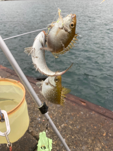 アイゴの釣果