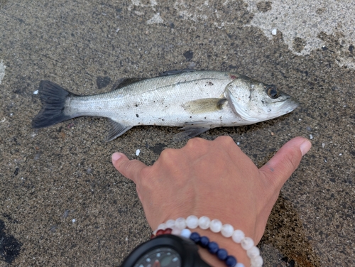 セイゴ（タイリクスズキ）の釣果