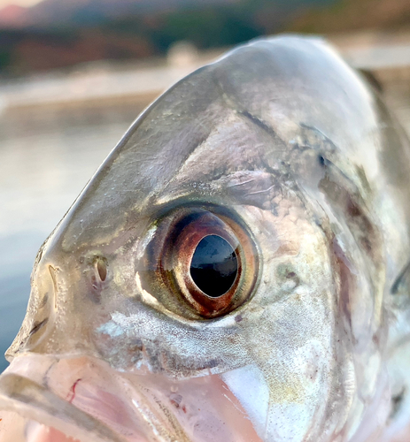 ロウニンアジの釣果