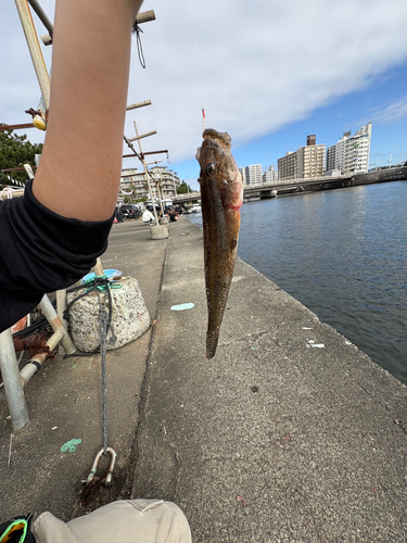 ハゼの釣果