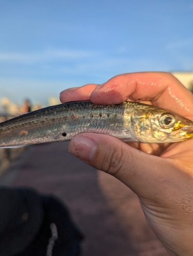 マイワシの釣果