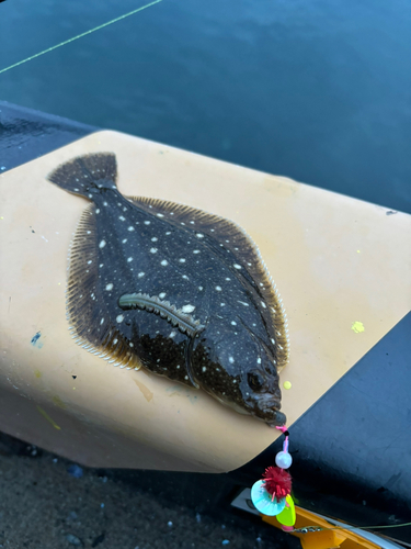 イシモチの釣果