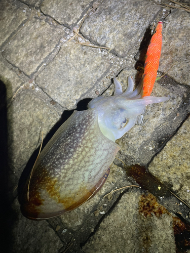 シリヤケイカの釣果