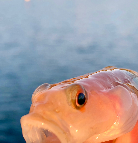 リュウグウハゼの釣果