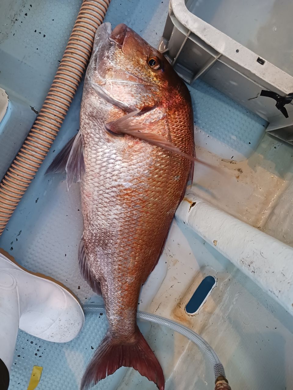 ひろきの父ちゃんの釣に行く。さんの釣果 2枚目の画像