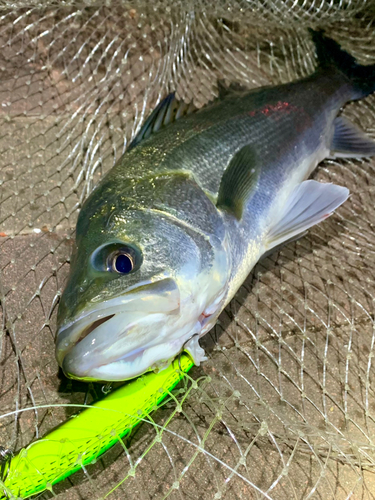 フッコ（マルスズキ）の釣果