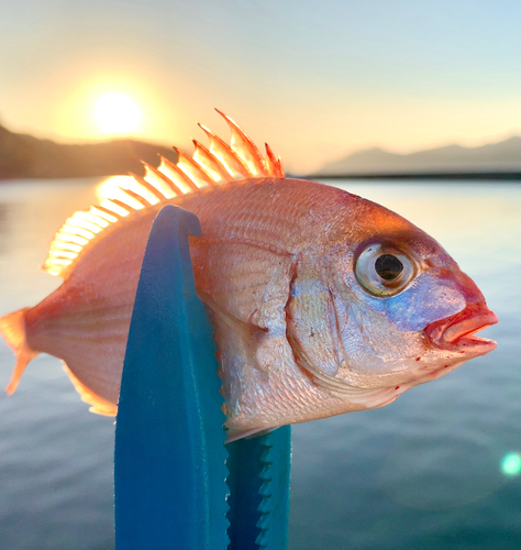 チャリコの釣果