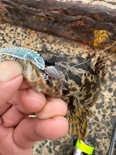 タケノコメバルの釣果