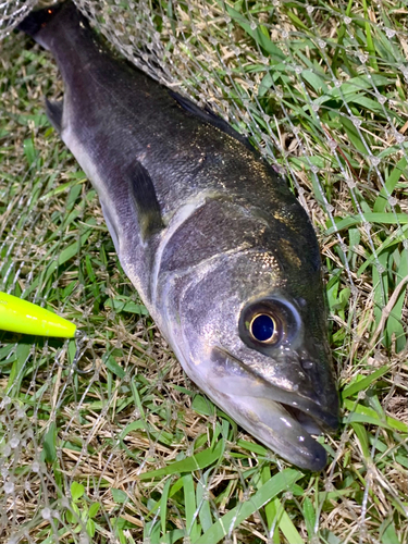 フッコ（マルスズキ）の釣果