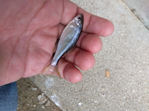 タナゴの釣果