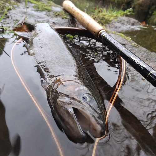 ニジマスの釣果