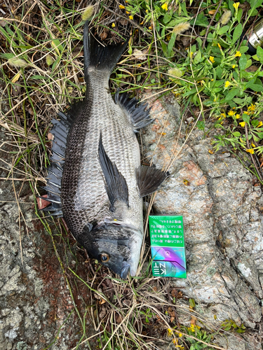 クロダイの釣果