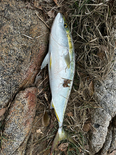 メジロの釣果