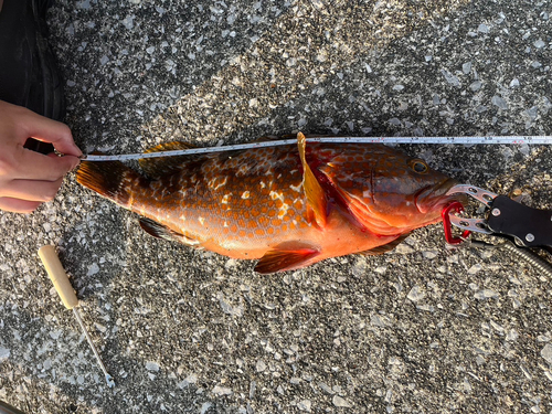 アコウの釣果