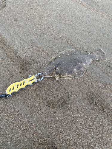 ソゲの釣果