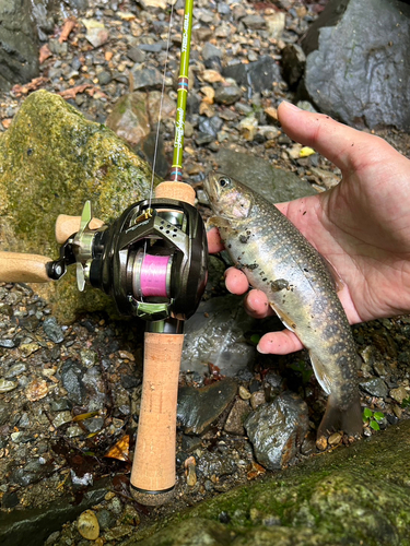 イワナの釣果