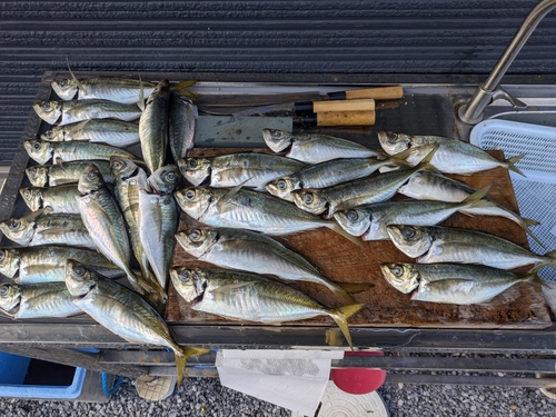 マアジの釣果