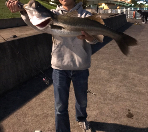 シーバスの釣果