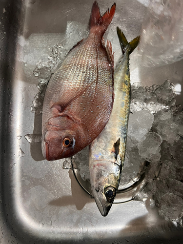 サバの釣果