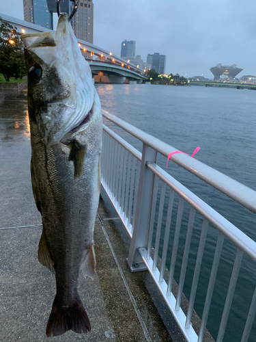 シーバスの釣果