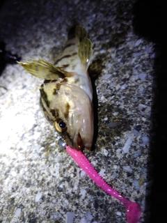 タケノコメバルの釣果