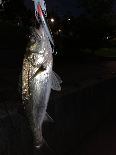 シーバスの釣果