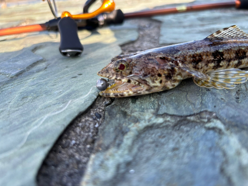 ヒトスジエソの釣果