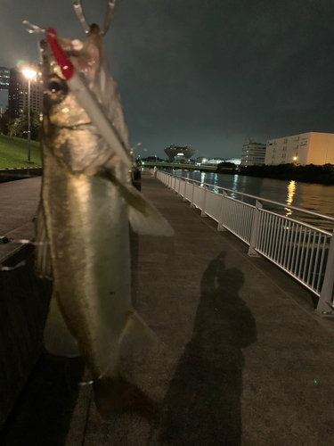 シーバスの釣果