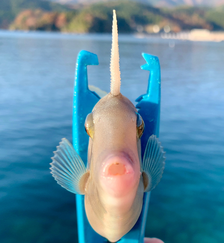 ウマヅラハギの釣果