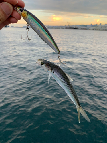 コノシロの釣果