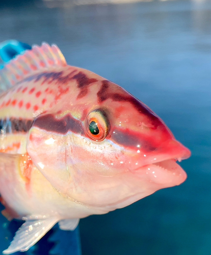 キュウセンの釣果