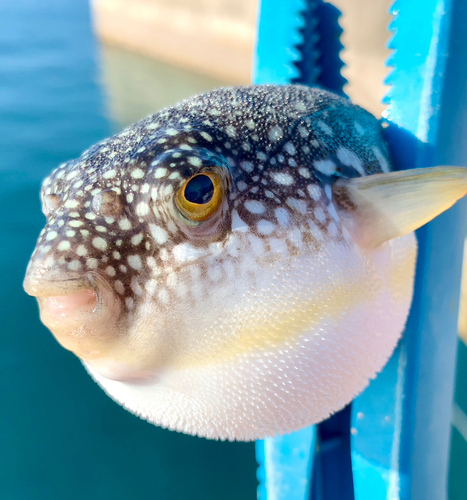 フグの釣果