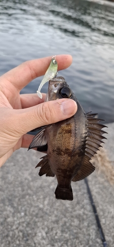 クロメバルの釣果