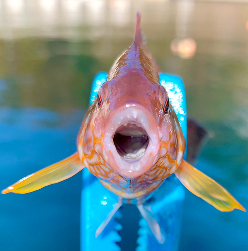 ホシササノハベラの釣果