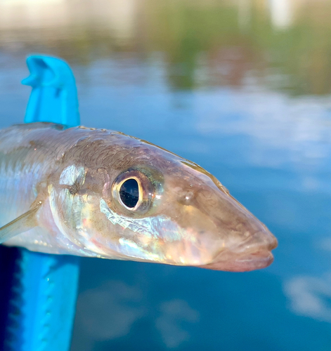 キスの釣果