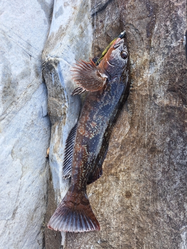 アイナメの釣果