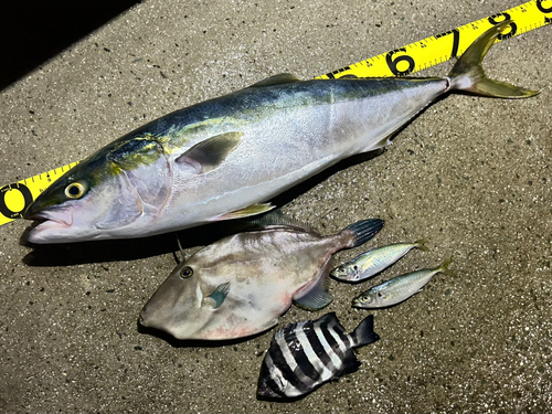 ブリの釣果