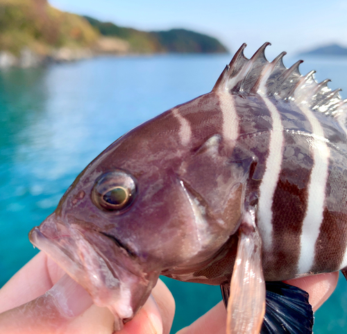 マハタモドキの釣果