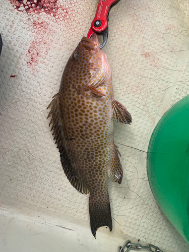 オオモンハタの釣果