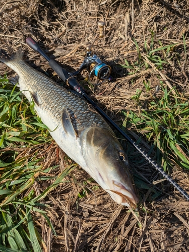 ニゴイの釣果